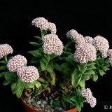Crassula 'Silver Springtime' P1240185.JPG